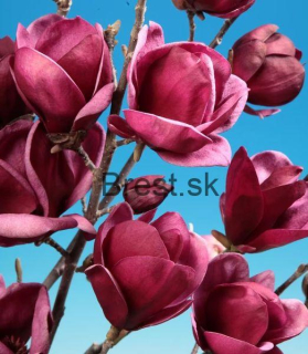 Magnolia "Genie"  60-90cm